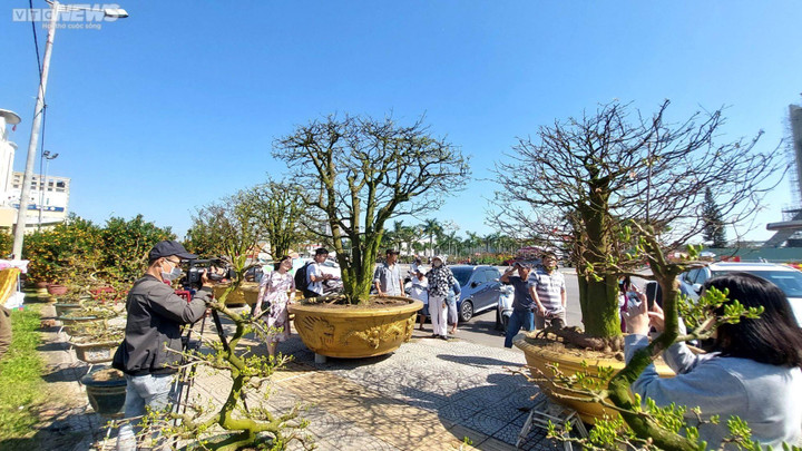 Chiêm ngưỡng cây mai trăm tuổi tiền tỷ ở chợ hoa xuân Đà Nẵng - 8