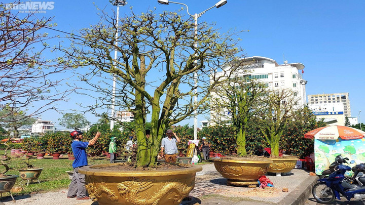 Chiêm ngưỡng cây mai trăm tuổi tiền tỷ ở chợ hoa xuân Đà Nẵng - 7