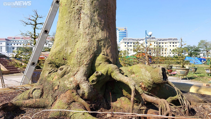 Chiêm ngưỡng cây mai trăm tuổi tiền tỷ ở chợ hoa xuân Đà Nẵng - 5