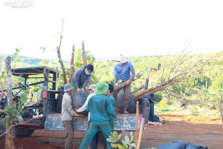 Cận Tết, người Jrai rộn ràng kiếm tiền từ mai rừng - 3