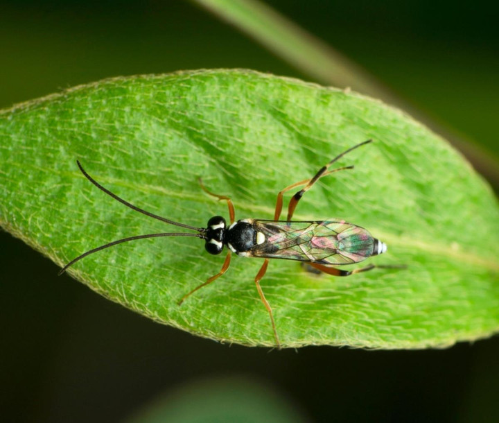 13 loài động vật vòng đời ngắn nhất hành tinh, có loài chỉ tồn tại 72 tiếng - 11