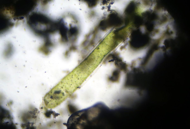 13 loài động vật vòng đời ngắn nhất hành tinh, có loài chỉ tồn tại 72 tiếng - 12