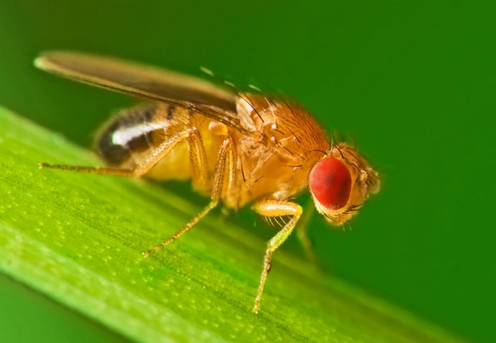 13 loài động vật vòng đời ngắn nhất hành tinh, có loài chỉ tồn tại 72 tiếng - 3