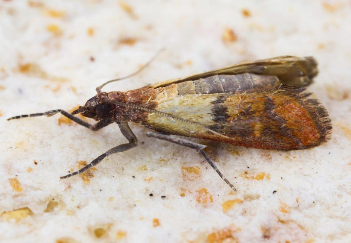 13 loài động vật vòng đời ngắn nhất hành tinh, có loài chỉ tồn tại 72 tiếng - 8