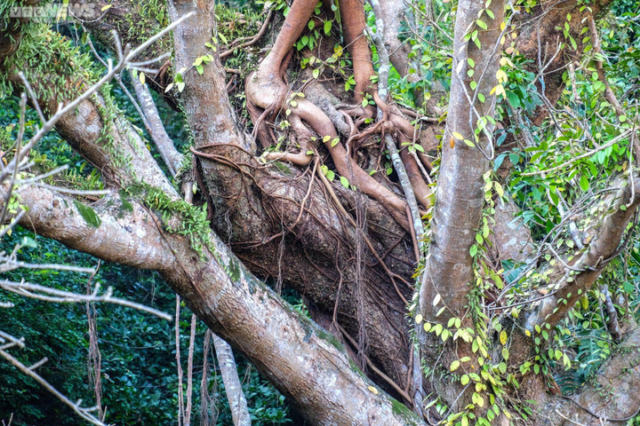 Huyền tích về những cây di sản trăm năm tuổi trên núi Ngũ Hành - 7