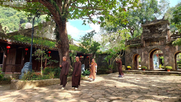 Huyền tích về những cây di sản trăm năm tuổi trên núi Ngũ Hành - 3