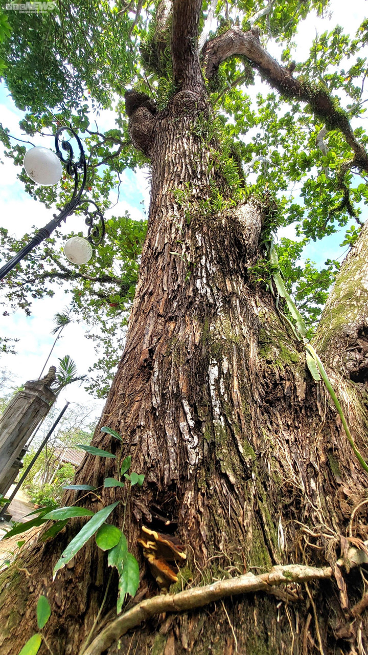 Huyền tích về những cây di sản trăm năm tuổi trên núi Ngũ Hành - 4