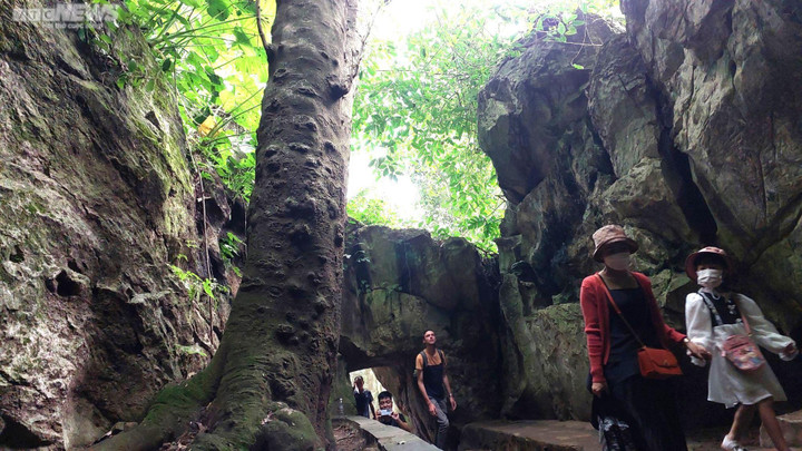 Huyền tích về những cây di sản trăm năm tuổi trên núi Ngũ Hành - 10