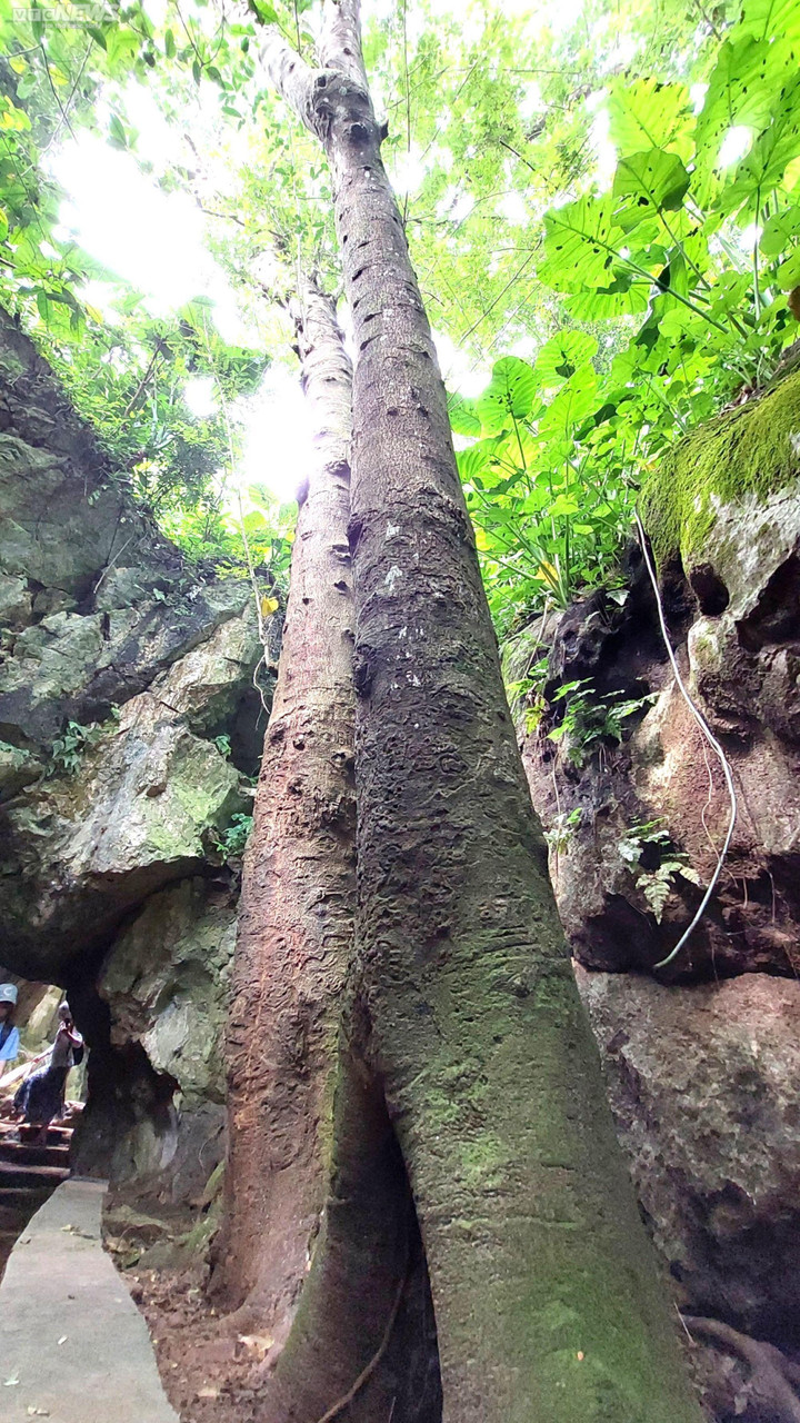 Huyền tích về những cây di sản trăm năm tuổi trên núi Ngũ Hành - 11