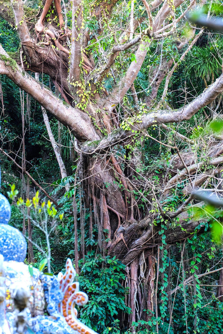 Huyền tích về những cây di sản trăm năm tuổi trên núi Ngũ Hành - 6