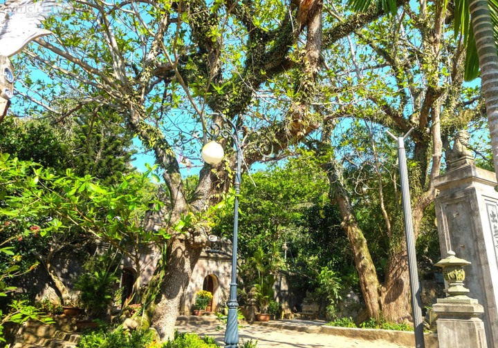 Huyền tích về những cây di sản trăm năm tuổi trên núi Ngũ Hành - 2