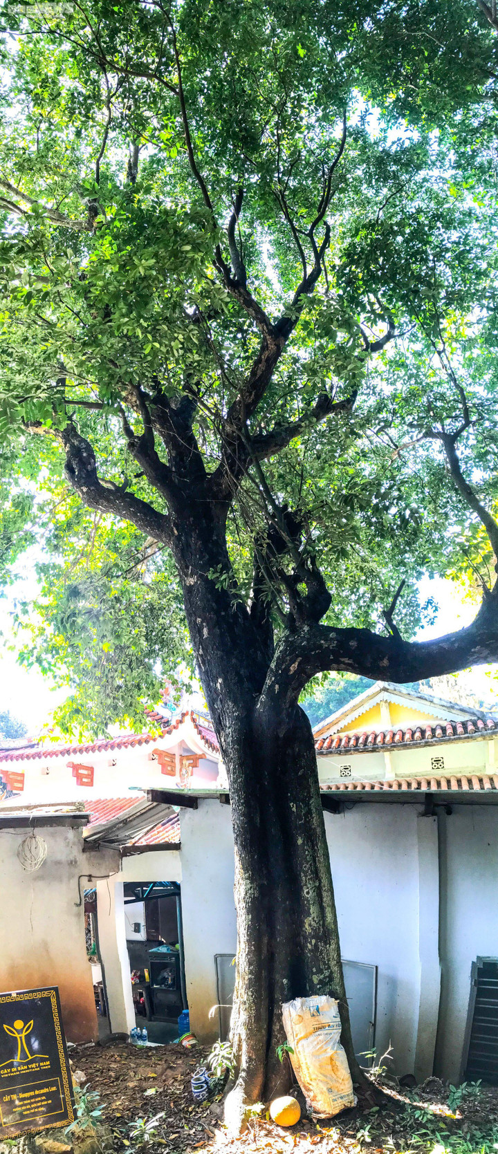 Huyền tích về những cây di sản trăm năm tuổi trên núi Ngũ Hành - 8