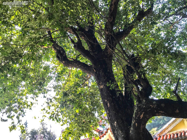 Huyền tích về những cây di sản trăm năm tuổi trên núi Ngũ Hành - 9