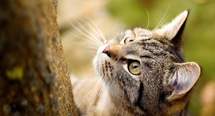 Năm Quý Mão, tìm hiểu 10 loại mèo đắt nhất thế giới - 10