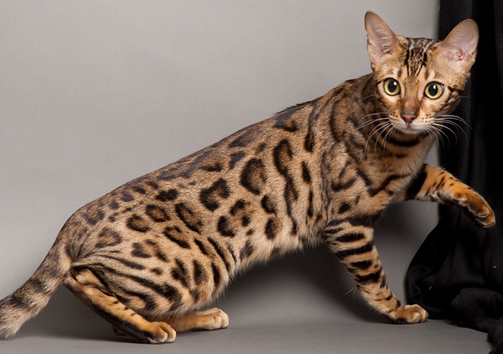 Năm Quý Mão, tìm hiểu 10 loại mèo đắt nhất thế giới - 3