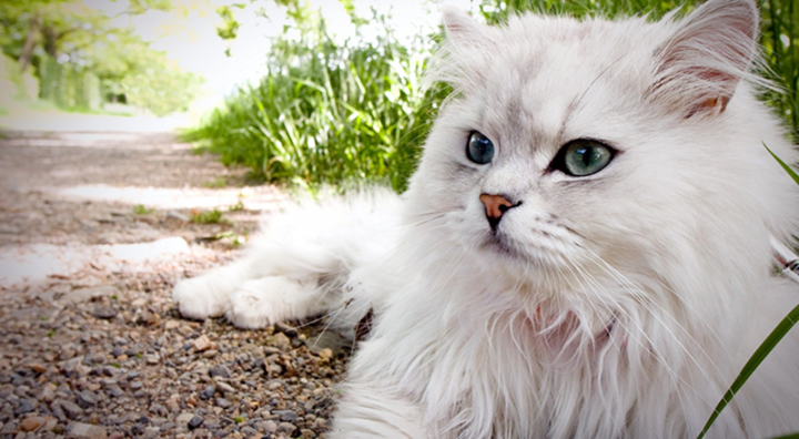 Năm Quý Mão, tìm hiểu 10 loại mèo đắt nhất thế giới - 4