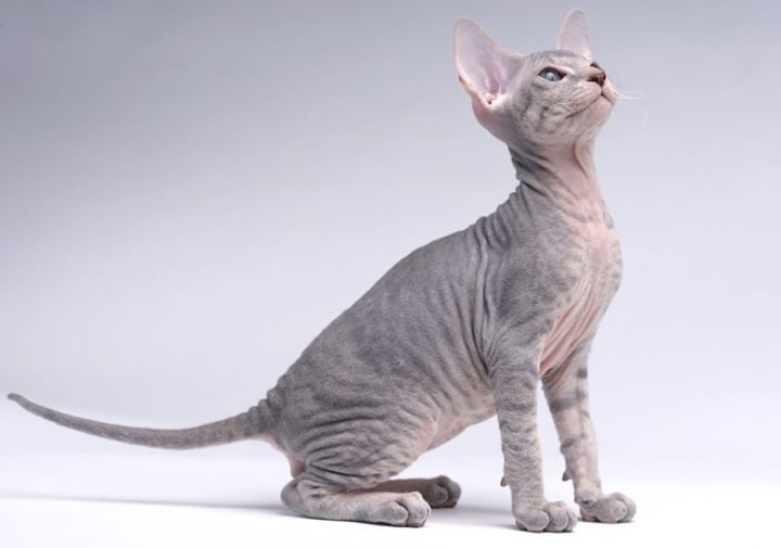 Năm Quý Mão, tìm hiểu 10 loại mèo đắt nhất thế giới - 5