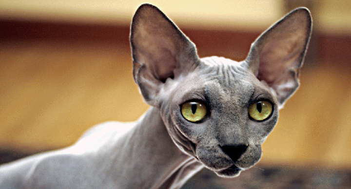 Năm Quý Mão, tìm hiểu 10 loại mèo đắt nhất thế giới - 6
