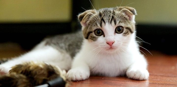 Năm Quý Mão, tìm hiểu 10 loại mèo đắt nhất thế giới - 7
