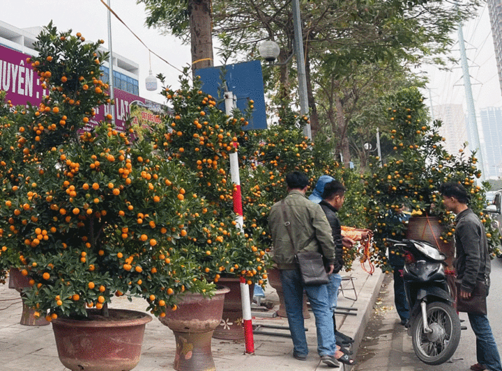 Đào, quất, mai, lan chưa hút khách, tiểu thương như ngồi trên lửa - 2