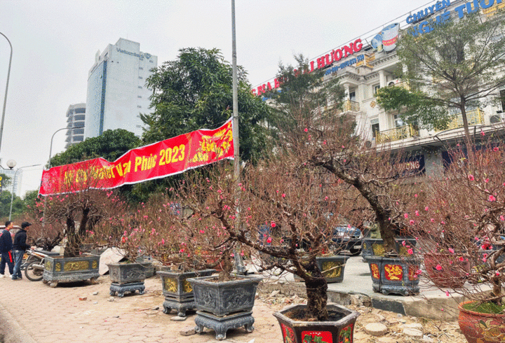 Đào, quất, mai, lan chưa hút khách, tiểu thương như ngồi trên lửa - 3