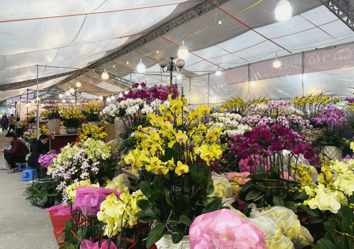 Đào, quất, mai, lan chưa hút khách, tiểu thương như ngồi trên lửa - 1