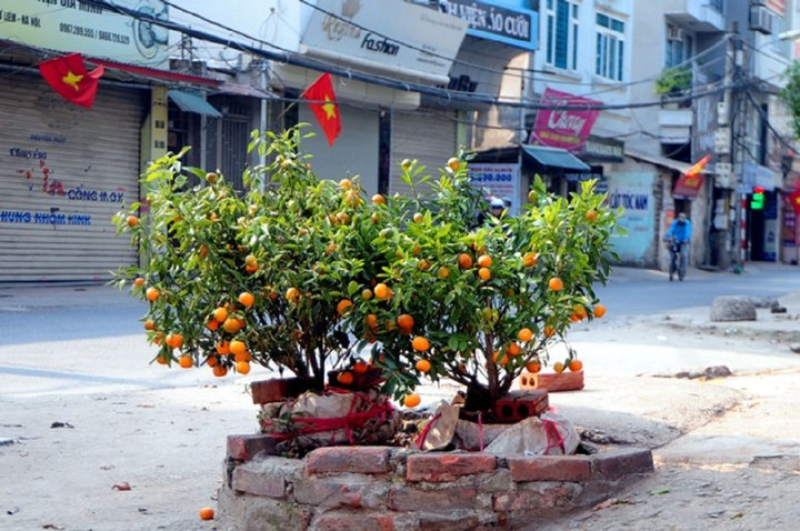 Đào, quất, mai, lan chưa hút khách, tiểu thương như ngồi trên lửa - 4