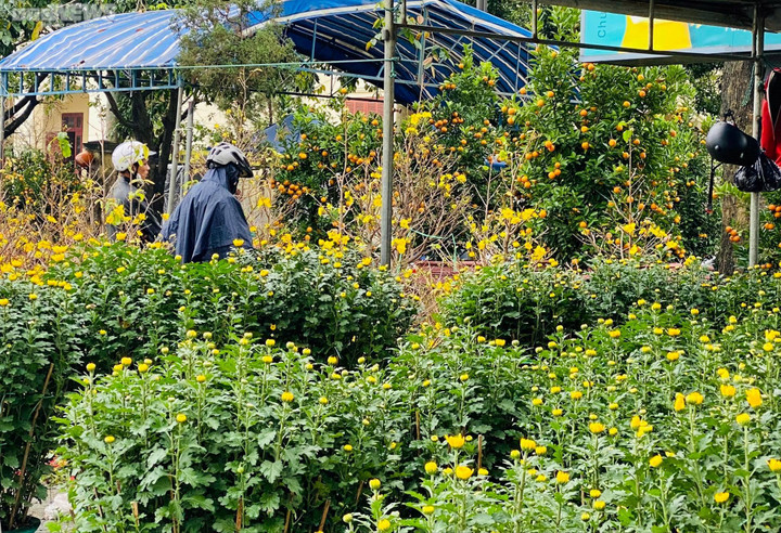 Dân Huế đội mưa rét bán hoa Tết nhưng vắng bóng người mua - 2