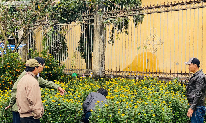 Dân Huế đội mưa rét bán hoa Tết nhưng vắng bóng người mua - 6