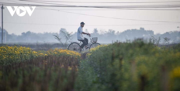 Ngắm sắc xuân rực rỡ ở làng hoa Phú Mậu, Thừa Thiên - Huế - 1