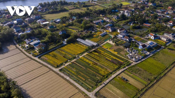 Ngắm sắc xuân rực rỡ ở làng hoa Phú Mậu, Thừa Thiên - Huế - 13