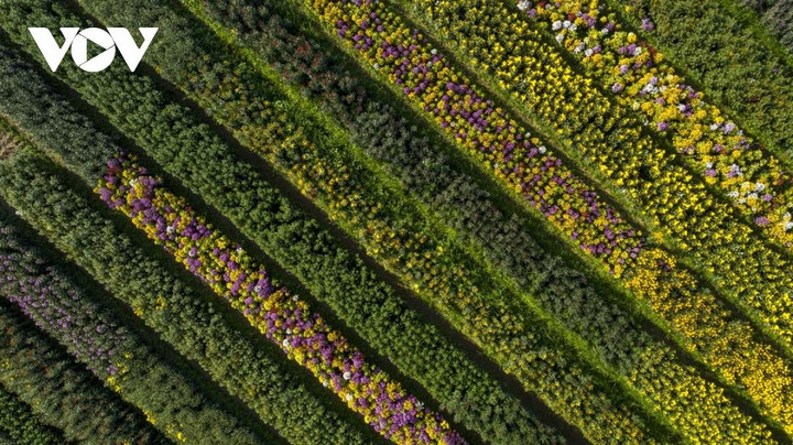 Ngắm sắc xuân rực rỡ ở làng hoa Phú Mậu, Thừa Thiên - Huế - 14