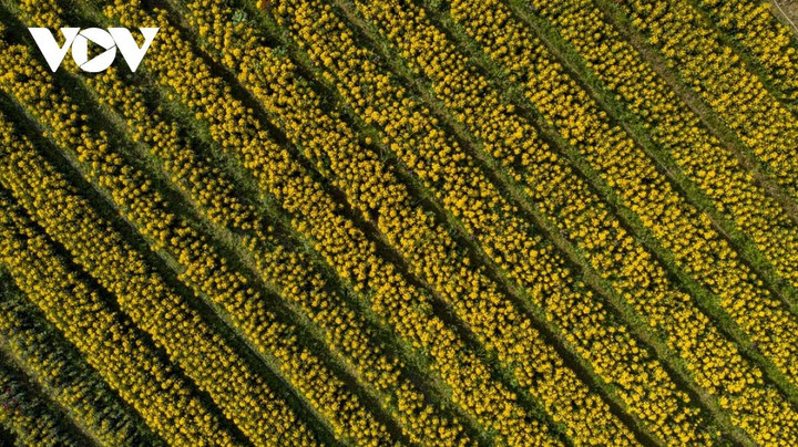 Ngắm sắc xuân rực rỡ ở làng hoa Phú Mậu, Thừa Thiên - Huế - 15