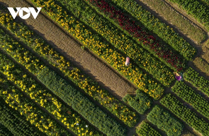 Ngắm sắc xuân rực rỡ ở làng hoa Phú Mậu, Thừa Thiên - Huế - 16