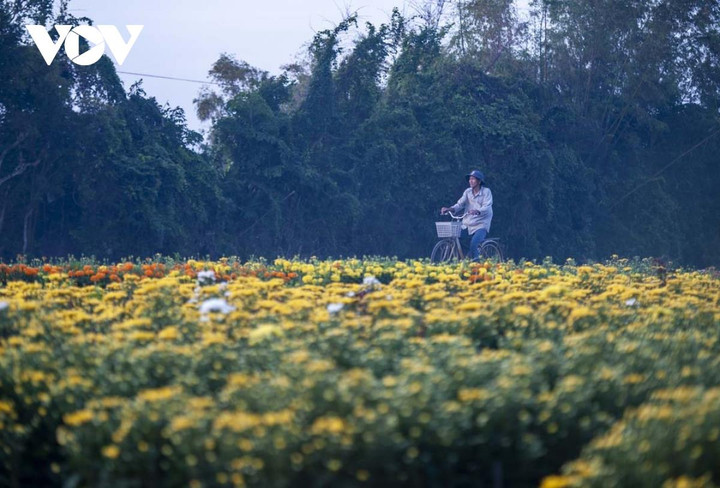 Ngắm sắc xuân rực rỡ ở làng hoa Phú Mậu, Thừa Thiên - Huế - 2