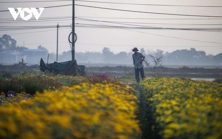 Ngắm sắc xuân rực rỡ ở làng hoa Phú Mậu, Thừa Thiên - Huế - 3