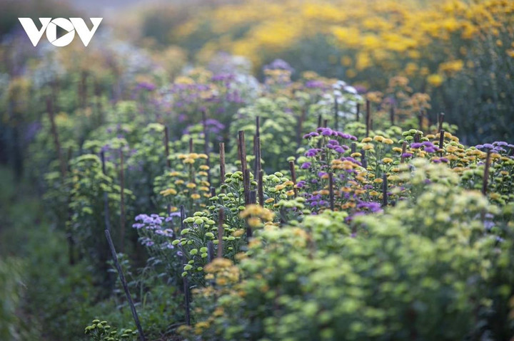 Ngắm sắc xuân rực rỡ ở làng hoa Phú Mậu, Thừa Thiên - Huế - 4