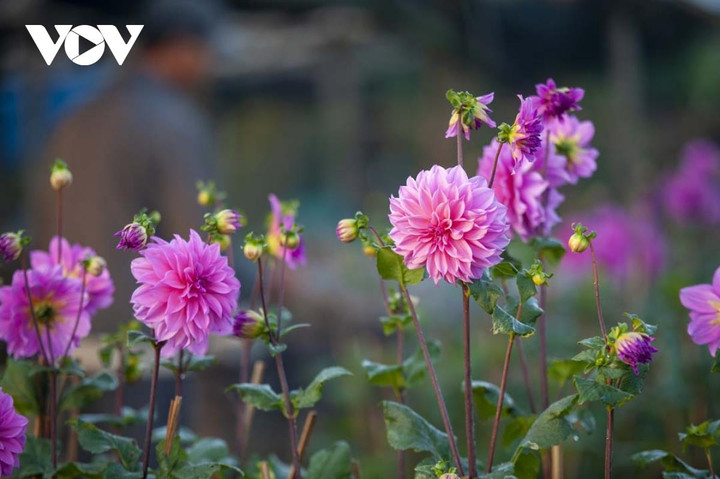 Ngắm sắc xuân rực rỡ ở làng hoa Phú Mậu, Thừa Thiên - Huế - 5