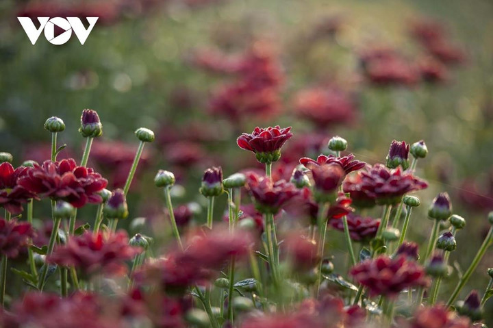 Ngắm sắc xuân rực rỡ ở làng hoa Phú Mậu, Thừa Thiên - Huế - 6