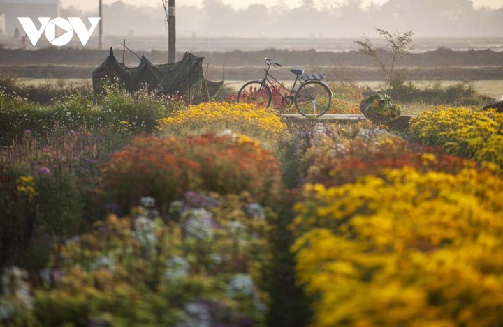 Ngắm sắc xuân rực rỡ ở làng hoa Phú Mậu, Thừa Thiên - Huế - 7