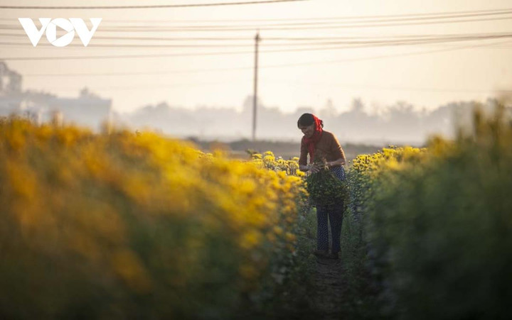 Ngắm sắc xuân rực rỡ ở làng hoa Phú Mậu, Thừa Thiên - Huế - 8