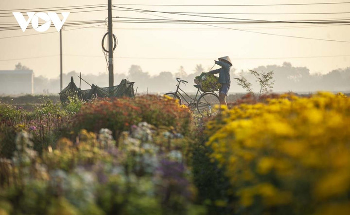 Ngắm sắc xuân rực rỡ ở làng hoa Phú Mậu, Thừa Thiên - Huế - 9