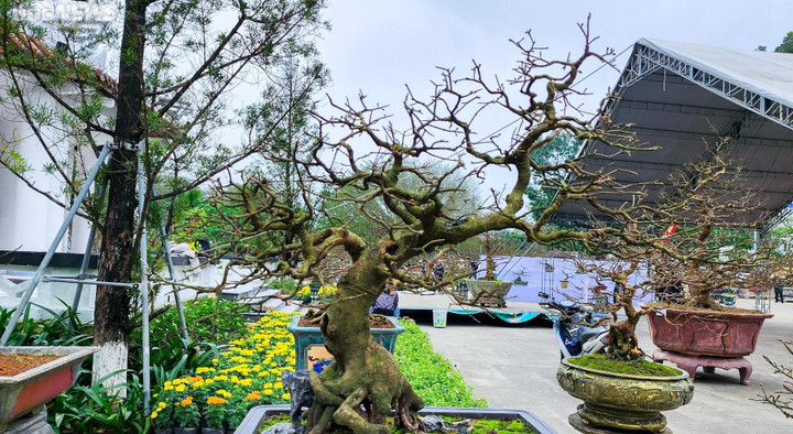 Dân Huế đội mưa rét bán hoa Tết nhưng vắng bóng người mua - 8