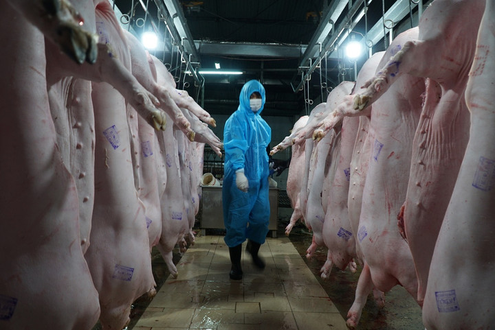 Giá heo hơi hôm nay 20/01/2023: Biến động từ 1.000 – 2.000 đồng/kg - 2