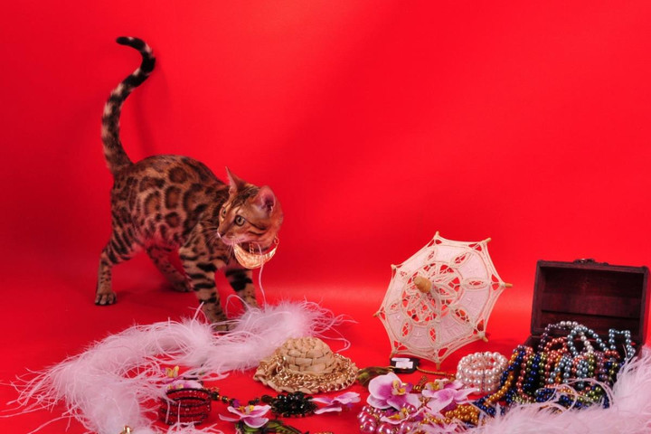 Chiêm ngưỡng những giống mèo đắt đỏ nhất thế giới - 12