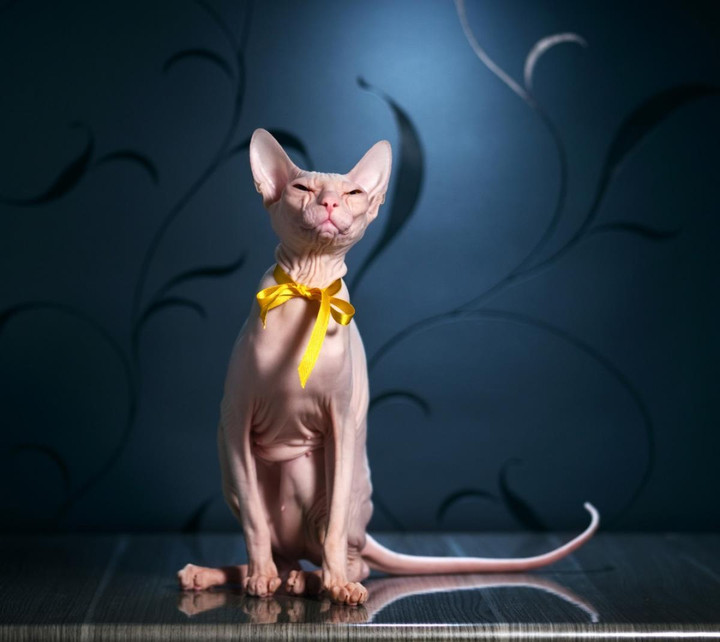 Chiêm ngưỡng những giống mèo đắt đỏ nhất thế giới - 1