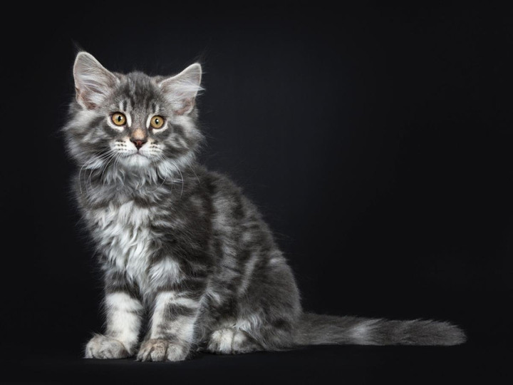 Chiêm ngưỡng những giống mèo đắt đỏ nhất thế giới - 4