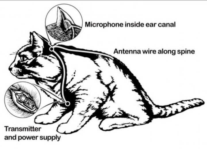 CIA từng cố gắng huấn luyện mèo thành điệp viên - 1