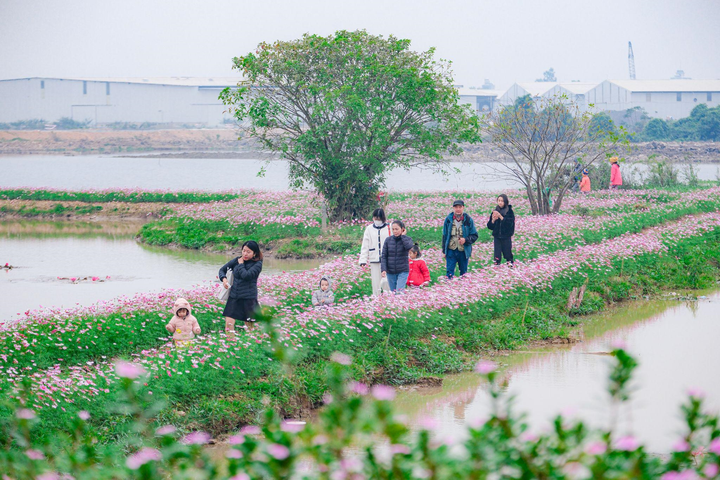 Cùng người Hà Nội du xuân trẩy hội tại đường hoa Home Hanoi Xuan 2023 - 14