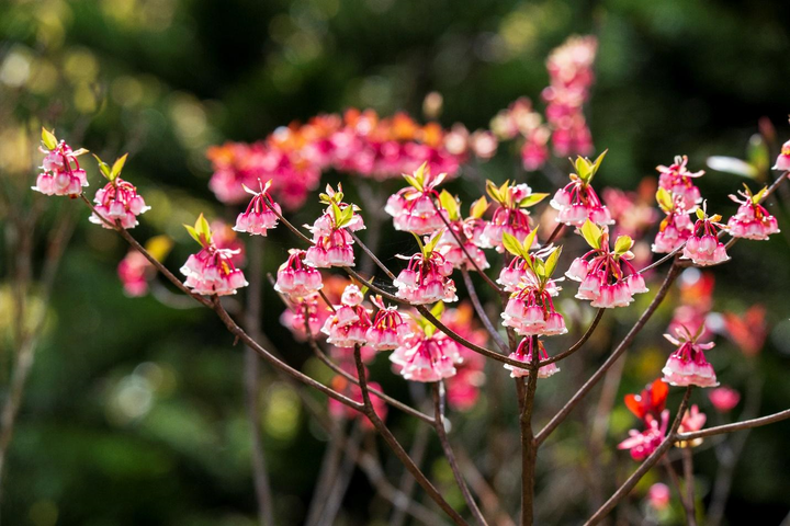 Chiêu đãi vô vàn trải nghiệm, Sun World Ba Na Hills hút khách du xuân - 2